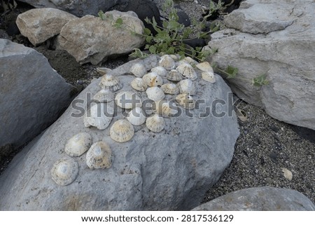 Limpet shells placed on a large grey rock on the rocky coastline