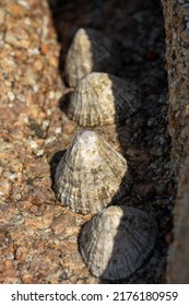 Limpets. Aquatic sea snails stuck to a rock on the UK coastline at low tide