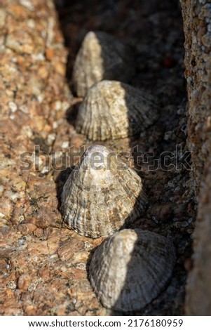 Limpets. Aquatic sea snails stuck to a rock on the UK coastline at low tide