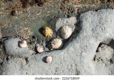 Limpets aquatic snails attached to a rock	