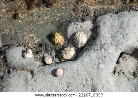 Limpets aquatic snails attached to a rock	