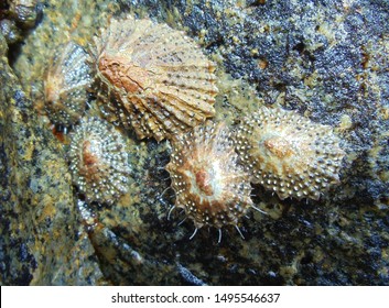 Limpets On Rock In Rocky Shore Tide Pool Or Rock Pool. Shot: South Africa, West Coast (Scutellastra Granularis, Granular Limpet). Marine Biology, Marine Biologist And Marine Research Ocean Ecosystem.