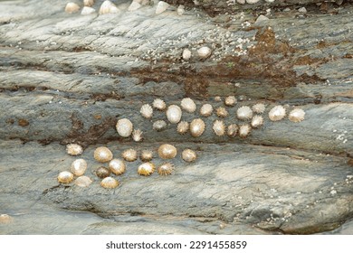 Limpets on rock in rocky shore tide pool or rock pool, Scutellastra granularis, Granular limpet