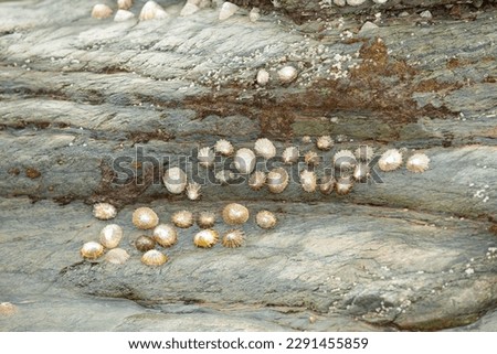 Limpets on rock in rocky shore tide pool or rock pool, Scutellastra granularis, Granular limpet
