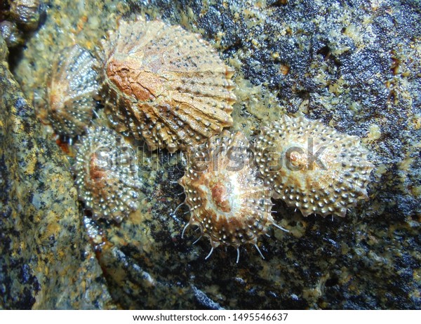 Limpets on rock in rocky shore tide pool or\
rock pool. Shot: South Africa, west coast (Scutellastra granularis,\
Granular limpet). Marine biology, marine biologist and marine\
research ocean\
ecosystem.