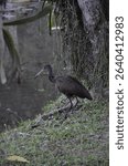 Limpkin (Aramus guarauna) - Carão