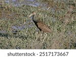 Limpkin (Aramus guarauna) adult waking in wetland.

Venezuela.              February