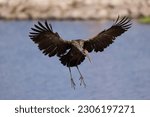 The limpkin, Aramus guarauna, also called carrao, courlan, and crying bird in Florida