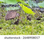 Limpkin (Aramus guarauna) feeding chicks with snail meat