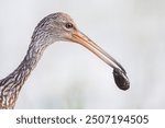 Limpkin (Aramus guarauna) with prey at waterline, Lake Marian, Florida, USA