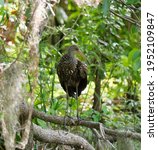 Limpkin (Aramus guarauna) standing on a branch above the water. Dora Canal Tavares, Florida March 31st, 2021