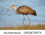 Limpkin 