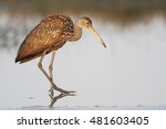 Limpkin (Aramus guarauna) walking at waterline, Cypress Lake, Florida, USA