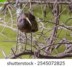 Carão or Limpkin ( Aramus guarauna)among the branches, in a lake.