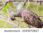 Carão or Limpkin ( Aramus guarauna)among the branches, in a lake.