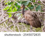 Carão or Limpkin ( Aramus guarauna)among the branches, in a lake.