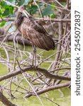 Carão or Limpkin ( Aramus guarauna)among the branches, in a lake.