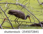 Carão or Limpkin ( Aramus guarauna)among the branches, in a lake.