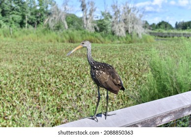 Limpkin Bird In Paynes Prairie Florida