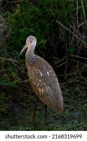 A limpkin feeding in a wetland in the Arthur Miller wildlife refuge, Florida