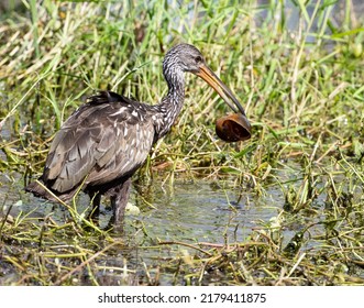 A Limpkin Feeds On An Apple Snail In A Florida Marsh