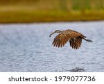 Limpkin flies over pond with clam in beak