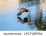 Limpkin in flight over a lake in the Florida Everglades