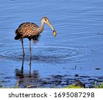 A Limpkin just found a clam while wading in the pond. Aramus guarauna.