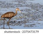 Limpkin on the Hunt for Dinner 