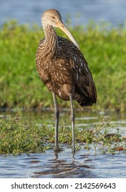 A Limpkin Wading In The Freshwater Marsh Looking For Apple Snails. 