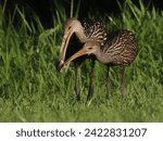 Limpkins are tropical wetland birds whose range reaches into Florida. They specialize in eating apple snails, which they hunt both day and night.