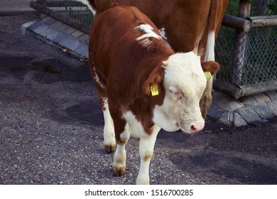 Limpurg Cow Calf, German Bred, Cattle In Zoo Enclosure