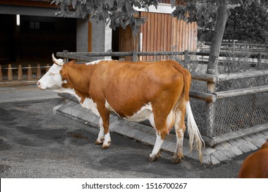 Limpurg Cow, German Bred, Cattle In Zoo Enclosure