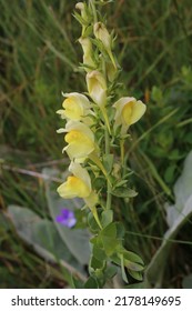 Linaria Grandiflora, Plantaginaceae. Wild Plant Shot In Summer.