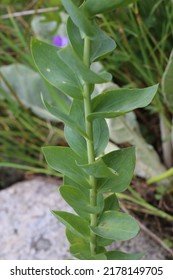 Linaria Grandiflora, Plantaginaceae. Wild Plant Shot In Summer.