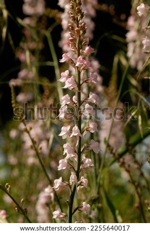 Linaria purpurea 'Canon Went' is a perennial plant with pink flowers