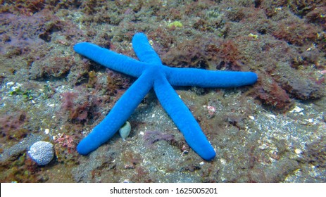 Linckia Laevigata On Coral Reef Of Tulamben, Bali, Indonesia. A Blue Seastar Clings Up A Diverse Coral Reef Near Island. Blue Star Is A Sea Star In The Shallow Waters.