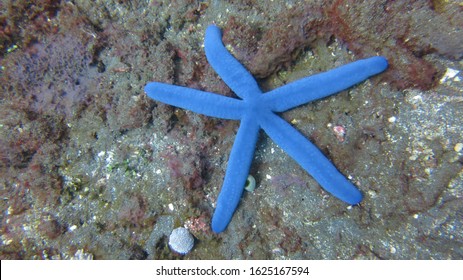 Linckia Laevigata On Coral Reef Of Tulamben, Bali, Indonesia. A Blue Seastar Clings Up A Diverse Coral Reef Near Island. Blue Star Is A Sea Star In The Shallow Waters.