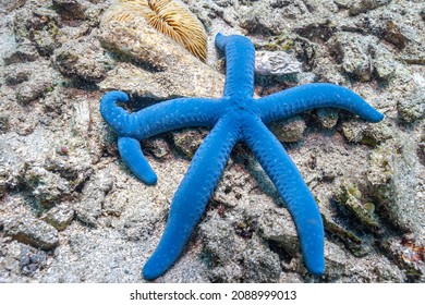 Linckia laevigata ,sometimes called the "blue Linckia" or blue star is a species of sea star in the shallow waters of tropical Indo-Pacific.
