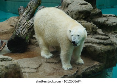Lincoln Park Polar Bear