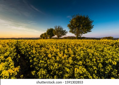 Lincolnshire Wolds, East Midlands, UK, May 2019, View of a rape seed field in the lincolnshire countryside near louth