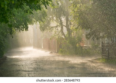 Linden alley in rain in  late afternoon sunlight.