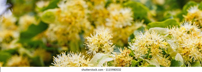 Linden blossom of Tilia cordata tree (small-leaved lime, littleleaf linden flowers or small-leaved linden bloom ), banner background