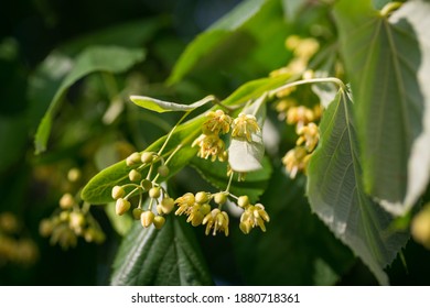 A linden branch with flowers and leaves for medicinal tea - Shutterstock ID 1880718361