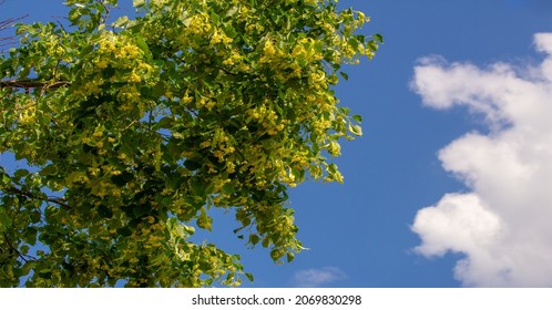 Linden flower is one of the ingredients of my special "tea of happiness" that will bring you peaceful nights, joyful awakenings and happy days, the most popular herbal tea in France