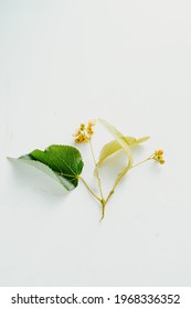 linden flowers close-up on a white background. top view. the use of lime color in medicine. linden tree flowers for linden tea. Vertical Image