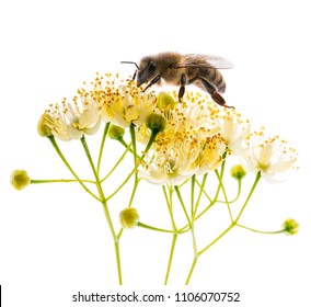 Linden Flowers With Honey Bee Isolated On A White Background 