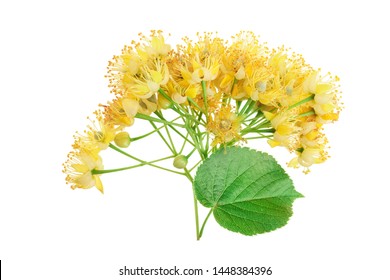 Linden flowers with leaf isolated on white background.