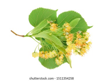 Linden flowers with leaf isolated on white background