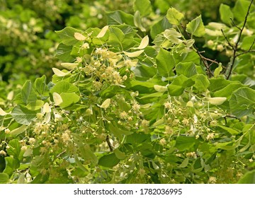 Linden Tree Lindenbaum の画像 写真素材 ベクター画像 Shutterstock